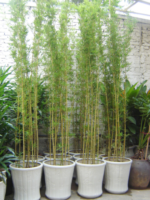 Những loại cây cảnh mang lại điềm may trong năm mới 5 Những loại cây cảnh mang lại điềm may trong năm mới 5