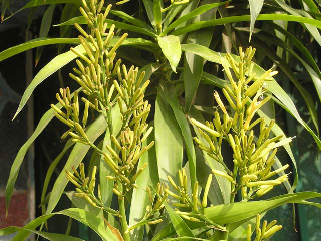 Trồng cây phất dụ - phát tài sẽ mang lại may mắn cho gia chủ Trồng cây phất dụ - phát tài sẽ mang lại may mắn cho gia chủ | ảnh 1