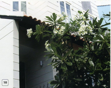 Bố trí cây xanh hài hòa phong thuỷ 8