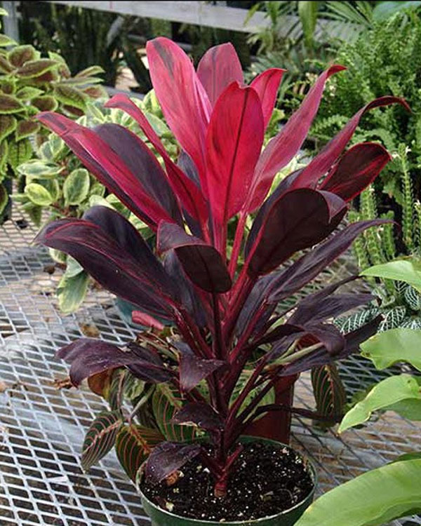 Những loại cây xanh tốt cho phong thủy nhà ở 4