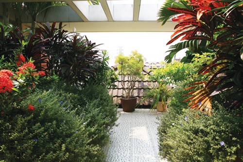 Làm mát nhà thuận phong thủy: Tăng Mộc để giảm Hỏa 3