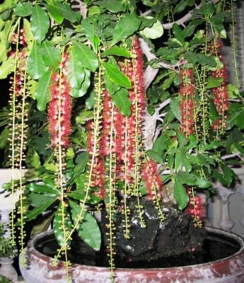 Trồng cây mang lại vận may Trồng cây mang lại vận may | ảnh 1