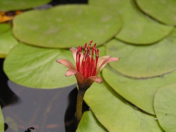 Trang trí nhà theo phong thủy đối với người mệnh thủy 15