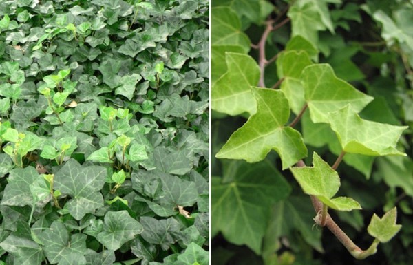 Trang trí nhà theo phong thủy đối với người mệnh thủy 14