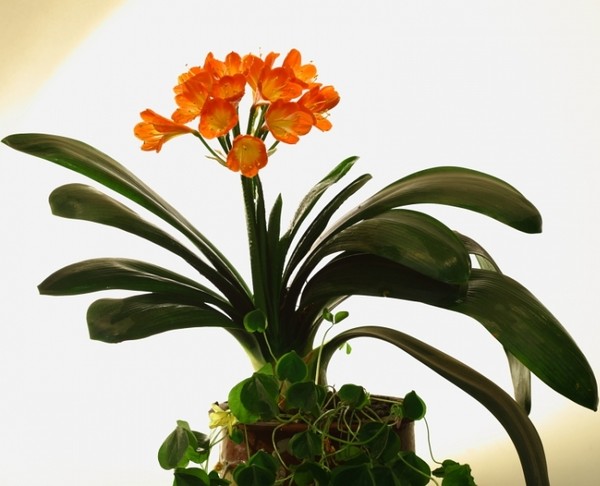 Cách trang trí nhà theo phong thủy cho người tuổi Tuất 10