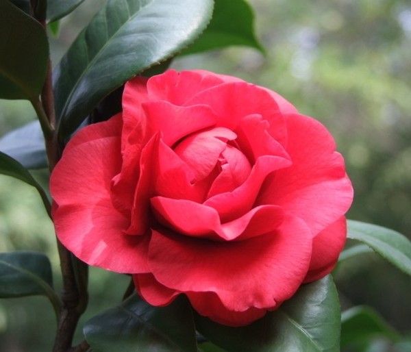 Cách trang trí nhà theo phong thủy cho người tuổi Tuất 11