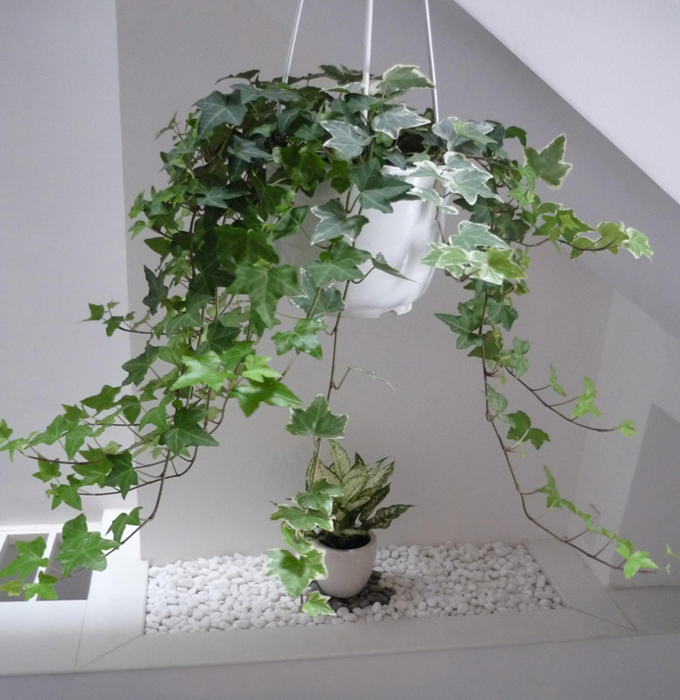 Loại cây cảnh nào giúp gia chủ phát tài? 6