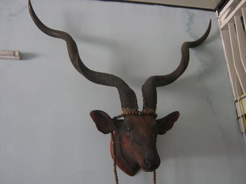 Treo tiêu bản động vật trong nhà theo phong thủy