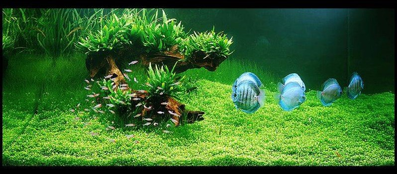 “Tuyệt chiêu” đơn giản đem lại vận may 1