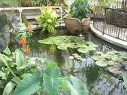 Bố trí ao hồ trong nhà thế nào? 5 Bố trí ao hồ trong nhà thế nào? | ảnh 6