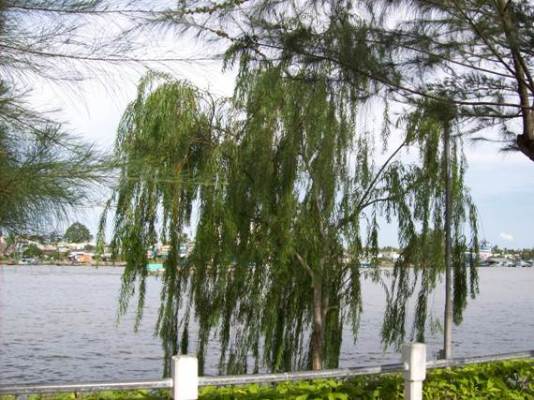 Không nên trồng liễu trước nhà Không nên trồng liễu trước nhà | ảnh 1