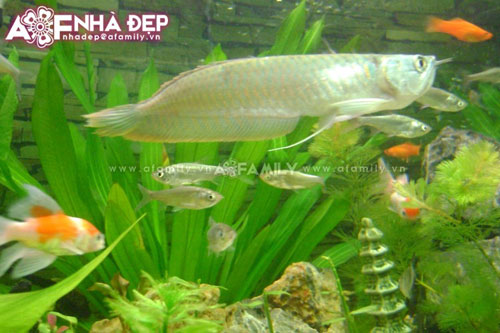 Phong thủy cho phòng khách đón Tết 13 Phong thủy cho phòng khách đón Tết | ảnh 14