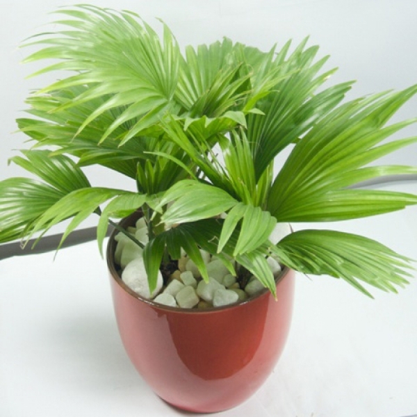 Những loại cây xanh tốt cho phong thủy nhà ở 1