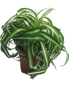 Ứng dụng phong thủy đem lại tài lộc cho người mệnh Hỏa 6 Ứng dụng phong thủy đem lại tài lộc cho người mệnh Hỏa | ảnh 7