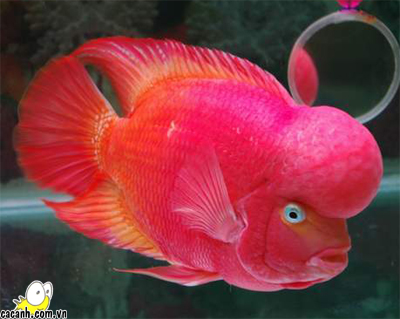 Cách lựa chọn cá cảnh đem lại may mắn Cách lựa chọn cá cảnh đem lại may mắn | ảnh 1