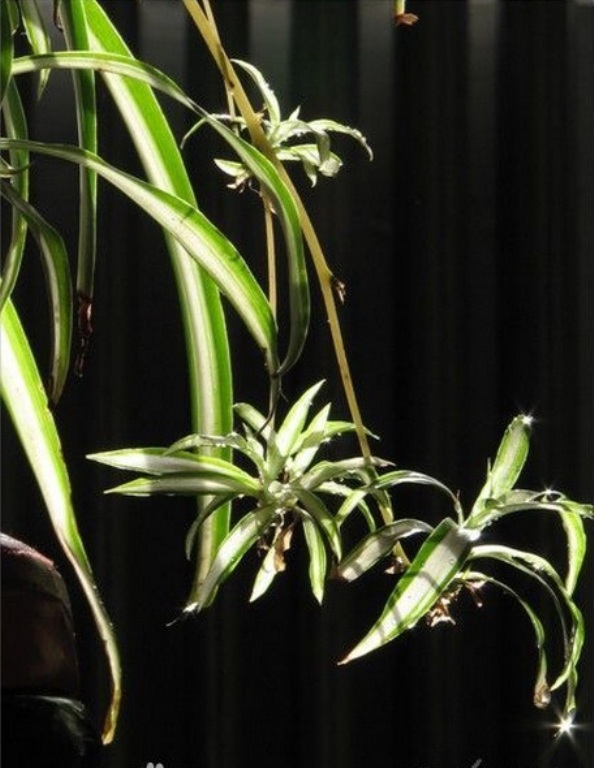 Trang trí nhà theo phong thủy đối với người mệnh thủy 13