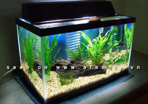 Nguyên tắc bài trí một số vật dụng mang ý nghĩa phong thủy Nguyên tắc bài trí một số vật dụng mang ý nghĩa phong thủy | ảnh 1