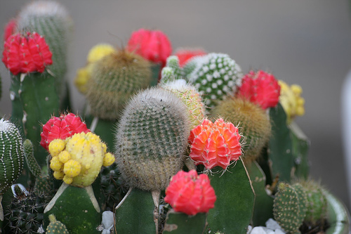 Những điều cấm kỵ khi bày xương rồng trong nhà 1 Những điều cấm kỵ khi bày xương rồng trong nhà | ảnh 2