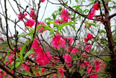 Cách chọn đào, quất theo phong thủy đón Tết Cách chọn đào, quất theo phong thủy đón Tết | ảnh 1