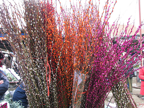 Cách bài trí cây ngày Tết để rước tài lộc 2 Cách bài trí cây ngày Tết để rước tài lộc | ảnh 3