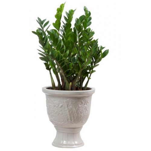 Loại cây cảnh nào giúp gia chủ phát tài? 4