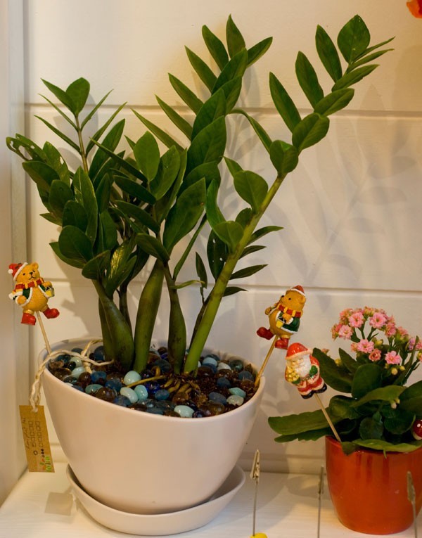 Bí quyết chọn cây cảnh mang tài lộc đến nhà trong năm mới 2 Bí quyết chọn cây cảnh mang tài lộc đến nhà trong năm mới 2