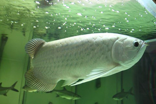 Đặt bể cá cảnh theo phong thủy thế nào cho đúng? 3 Đặt bể cá cảnh theo phong thủy thế nào cho đúng? 3