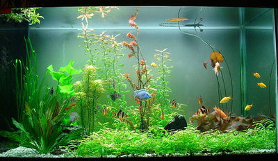 Những điều cần tránh khi bài trí nhà cửa theo Phong thuỷ Những điều cần tránh khi bài trí nhà cửa theo Phong thuỷ | ảnh 1