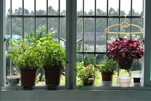 Trồng hoa hợp phong thủy theo từng hướng ban công