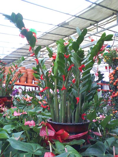 Cách bài trí cây ngày Tết để rước tài lộc 4 Cách bài trí cây ngày Tết để rước tài lộc | ảnh 5