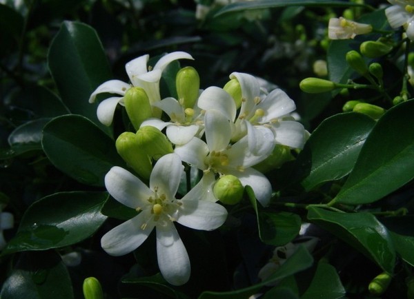xem phong thuỷ cho người mệnh Kim