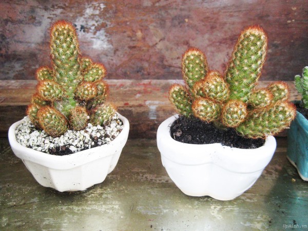 Trang trí nhà hợp phong thủy cho người mệnh Hỏa 9 Cách trang trí nhà theo phong thủy cho người mệnh Hỏa 10