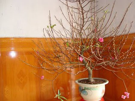 Cắm hoa đào ngày Tết đem lại may mắn Cắm hoa đào ngày Tết đem lại may mắn | ảnh 1