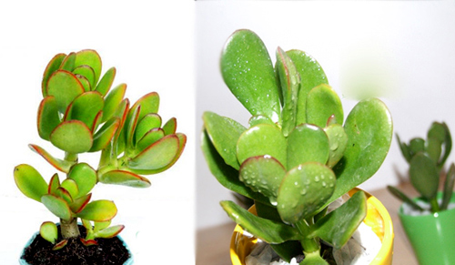 Trồng cây phong thủy