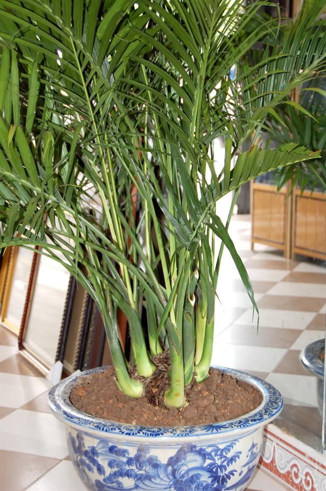 Những loại cây cảnh mang lại điềm may trong năm mới 11 Những loại cây cảnh mang lại điềm may trong năm mới 11