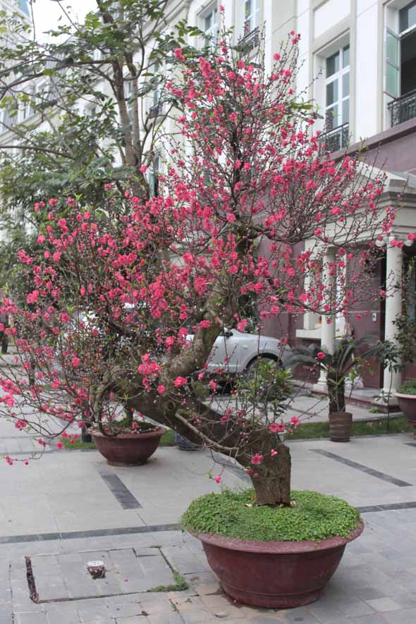 Những loại cây cảnh mang lại điềm may trong năm mới 4 Những loại cây cảnh mang lại điềm may trong năm mới 4