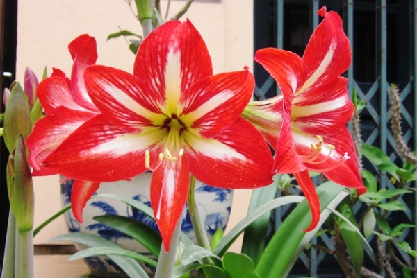 Những loại cây xanh tốt cho phong thủy nhà ở 12