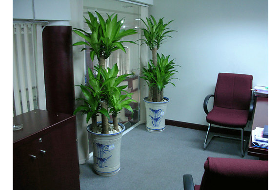 Dùng cây cảnh kích hoạt cung tài lộc ở hướng Đông Nam Dùng cây cảnh kích hoạt cung tài lộc ở hướng Đông Nam | ảnh 1