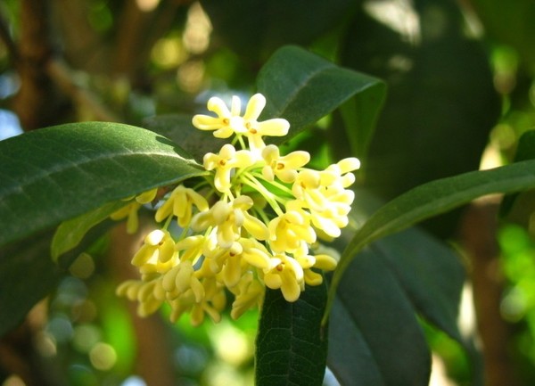 Cách trang trí nhà theo phong thủy cho người tuổi Tuất 16