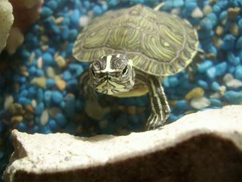 Bạn cũng có thể nuôi một con rùa ở góc Bắc của văn phòng Bạn cũng có thể nuôi một con rùa ở góc Bắc của văn phòng.