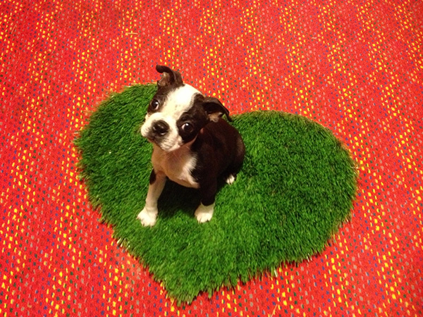 Vai trò quan trọng của tấm thảm chùi chân trong phong thủy 1