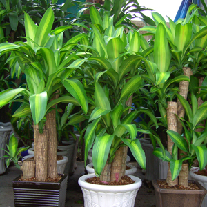 Ý nghĩa phong thủy của ngũ quả và ngũ hành ngày Tết 1 Ý nghĩa phong thủy của ngũ quả và ngũ hành ngày Tết | ảnh 2