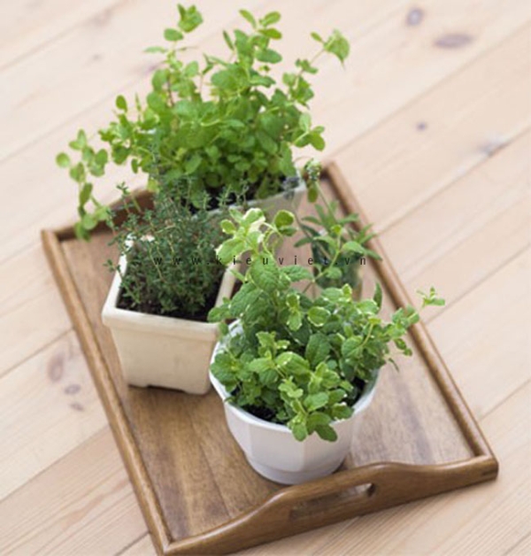 Những loại cây xanh tốt cho phong thủy nhà ở 3