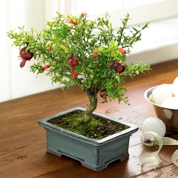 Tự tay mang thịnh vượng vào nhà với phong thủy ứng dụng 2 Tự tay mang thịnh vượng vào nhà với phong thủy ứng dụng 2