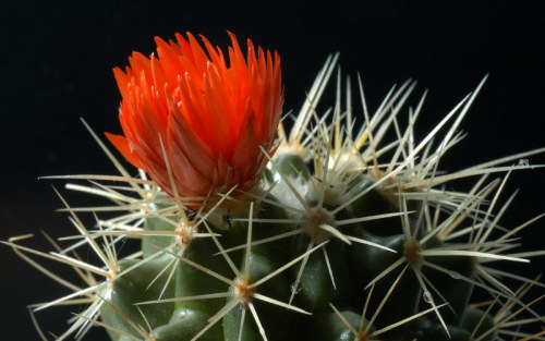 Có nên bài trí cây xương rồng trong nhà? Có nên bài trí cây xương rồng trong nhà? | ảnh 1