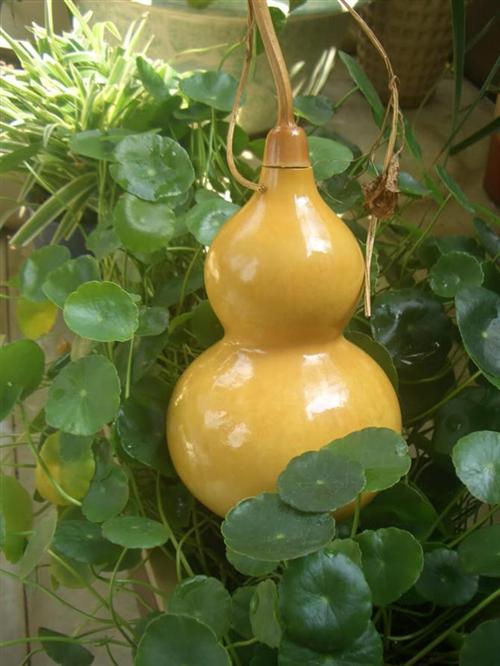 8 vật phẩm biểu tượng cuộc sống trường thọ 1 8 vật phẩm biểu tượng cuộc sống trường thọ | ảnh 2