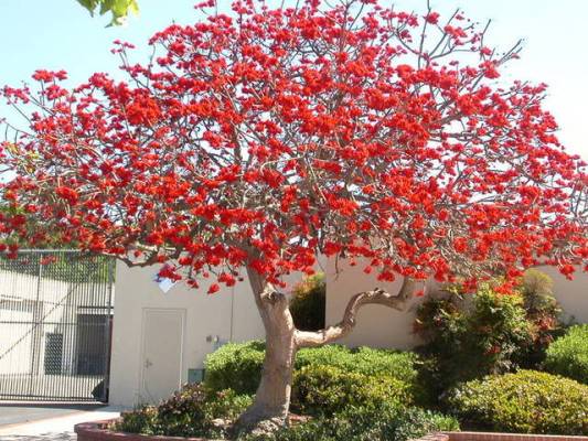 Những loại cây cảnh mang lại điềm may trong năm mới 8 Những loại cây cảnh mang lại điềm may trong năm mới 8