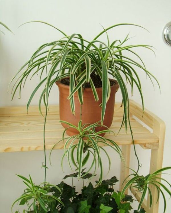 Cách trang trí nhà theo phong thủy cho người tuổi Tuất 17