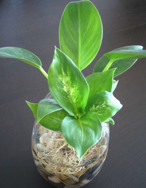 Trang trí nhà hợp phong thủy cho người tuổi Dần 9