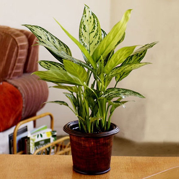 Đặt cây gì ở bàn làm việc cho hợp phong thủy? Đặt cây gì ở bàn làm việc cho hợp phong thủy? | ảnh 1